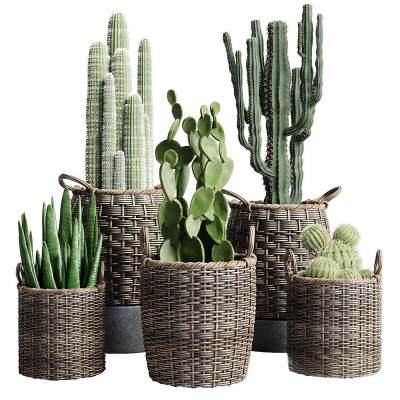 篮藤条花瓶盆栽仙人掌植物组合